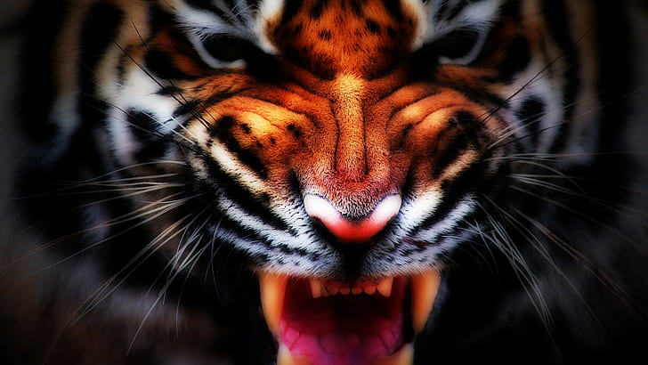 nature, animals, tiger, digital art, big cats, HD wallpaper