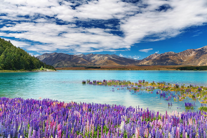 Lake Tekapo Town in the South Island New Zealand Spring Flowers lake mountains sky white clouds Beautiful landscape Wallpaper HD 4250×2656