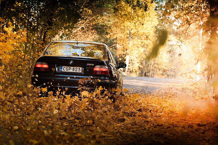 white BMW M3, leaves, lights, Black, E39, autumn, car, land Vehicle, HD wallpaper