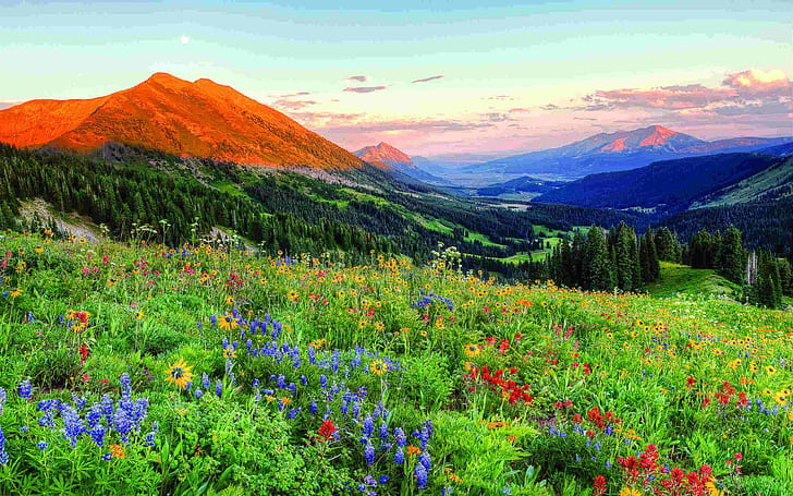 Crested Butte Colorado Wild Spring Flowers Landscape Desktop Wallpaper Hd 2560×1600, HD wallpaper