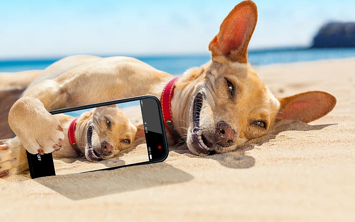 Chihuahua lying on the sand, tan short coated puppy and black android smartphone
