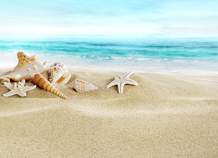 seashell lot, sand, beach, seashells, vacations, starfish, summer, HD wallpaper