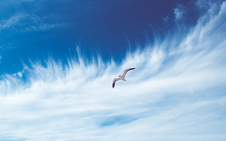 HD wallpaper: sky, bird, flying, free, clouds, seagull, white cloud and  white and black bird | Wallpaper Flare