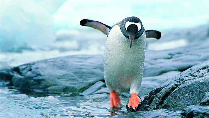 penguin, cute, bird, flightless bird, water, beak, seabird