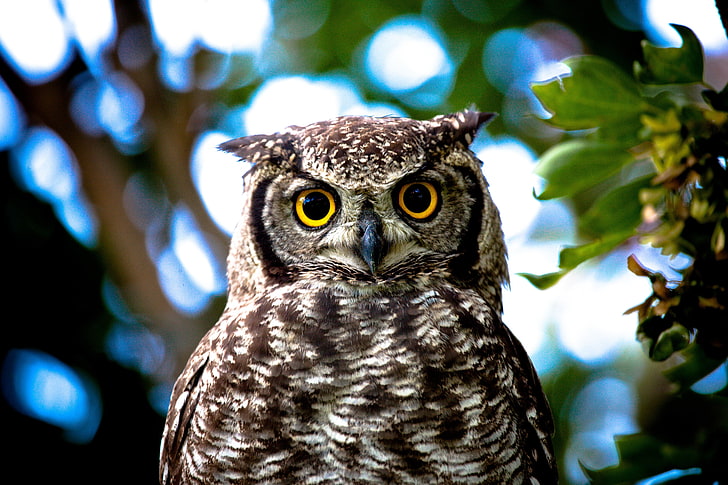 gray and brown owl, yellow, eyes, close-up, bird, animal, wildlife