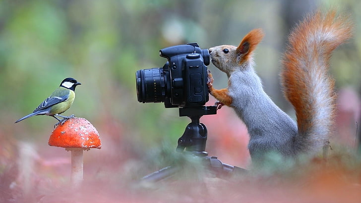 HD cute squirrel eating wallpapers | Peakpx
