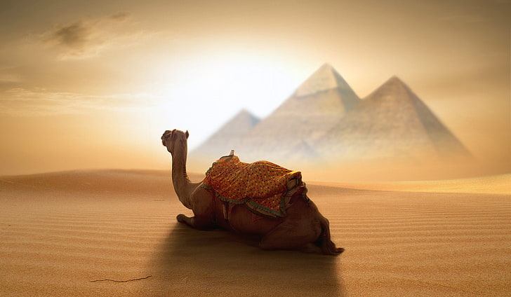 brown camel sitting on desert wallpaper, Egypt, pyramid, animals