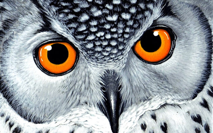 Eyes of owl 1080P, 2K, 4K, 5K HD wallpapers free download | Wallpaper Flare