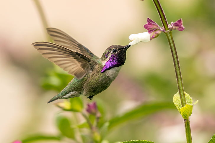 gray and purple feather bird spread wings auto focus photography, hummingbird, hummingbird