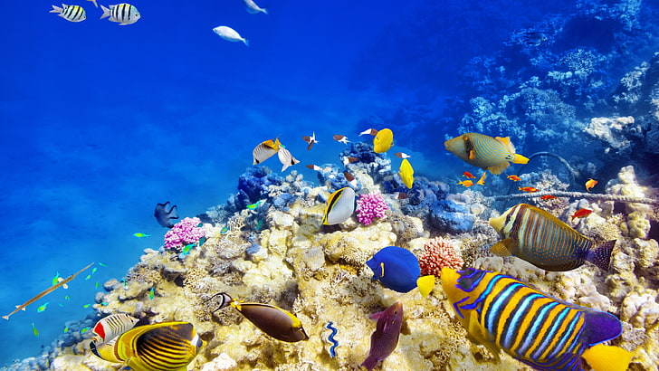 Coral reef 1080P, 2K, 4K, 5K HD wallpapers free download | Wallpaper Flare