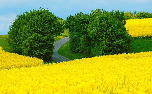 HD wallpaper: Beautiful Spring Landscape, green trees, Seasons, Yellow,  Flowers | Wallpaper Flare