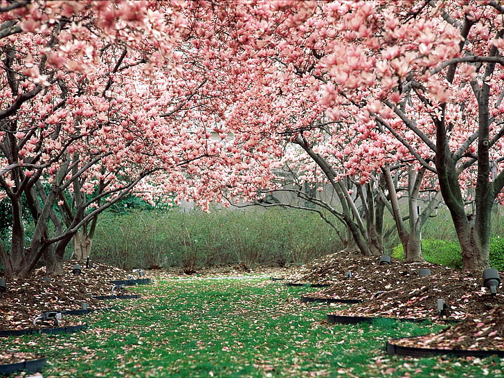 pink cherry blossoms, spring, garden, flowering, trees, pink Color