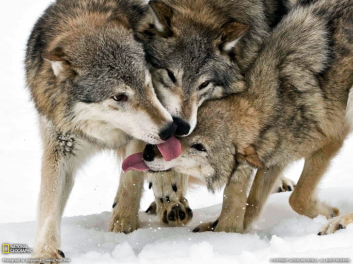 three brown wolves, wolf, National Geographic, animals, tongues, HD wallpaper