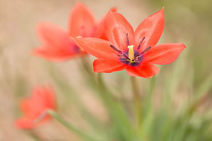 three red petaled flower bloom during daytime, tulips, tulips, HD wallpaper