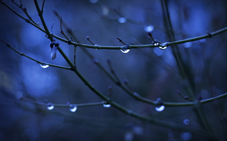 water dew on twig close-up photo, twigs, depth of field, water drops, HD wallpaper