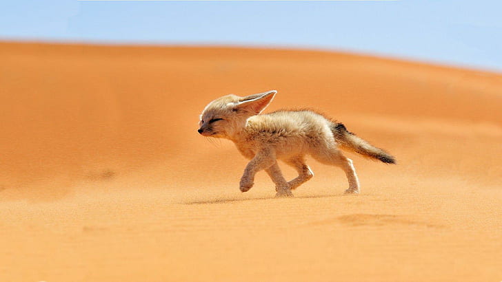 Sand Deserts Fennec Fox, foxes, national geographic, running