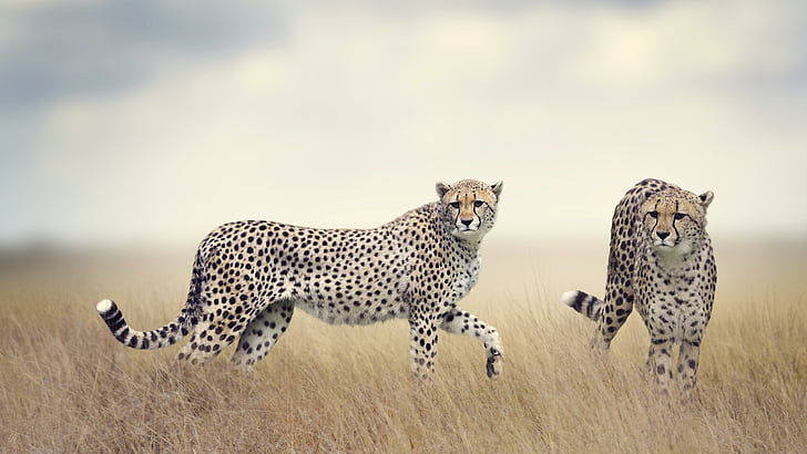 cheetah, wildlife, terrestrial animal, mammal, 5k, 5k uhd, grassland