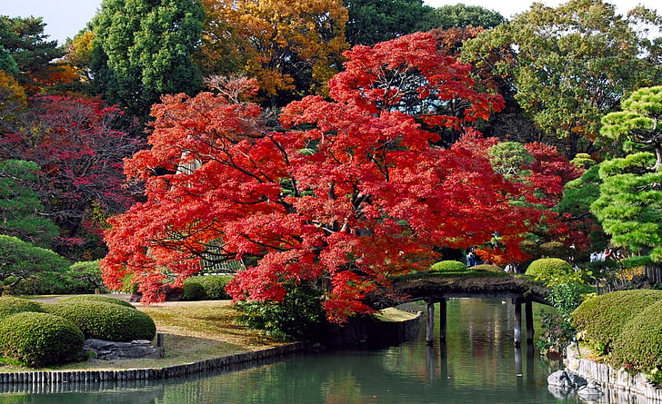 Autumn, Japan HD Wallpaper, red tree leaves, Asia, Nature, Trees