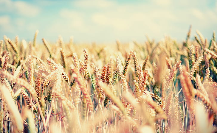 Summer, wheat grass, nature and landscape, HD wallpaper