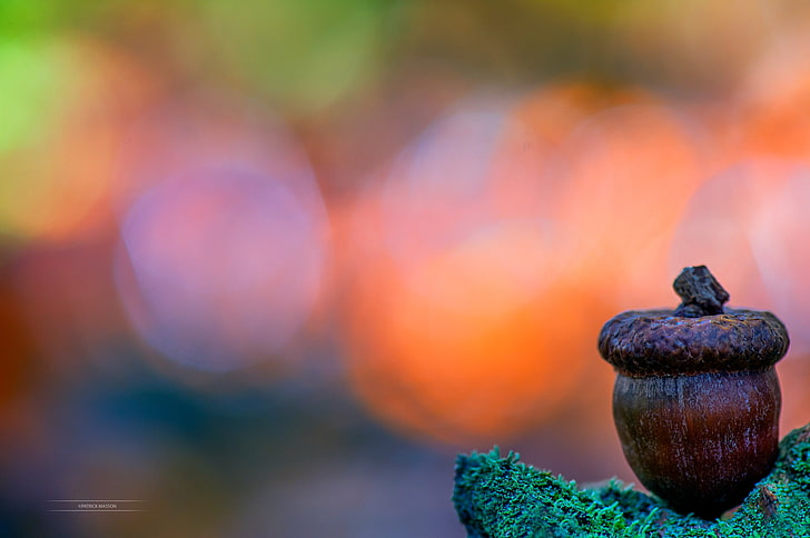 nature, closeup, acorns, depth of field, moss, colorful, focus on foreground