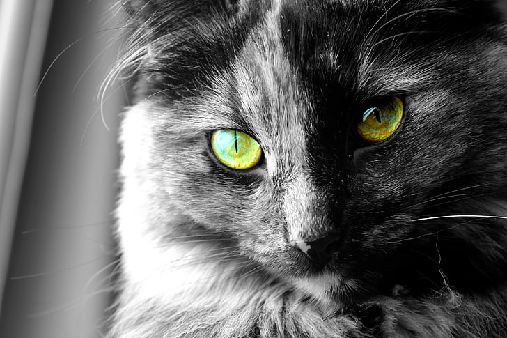 selective color photography of cat, eyes, selective coloring