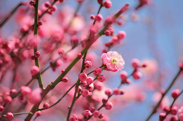 Cherry Blossom macro photography, pink Color, nature, flower, HD wallpaper