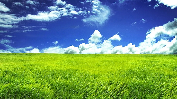 green grass and white clouds, nature, field, wheat, cloud - sky