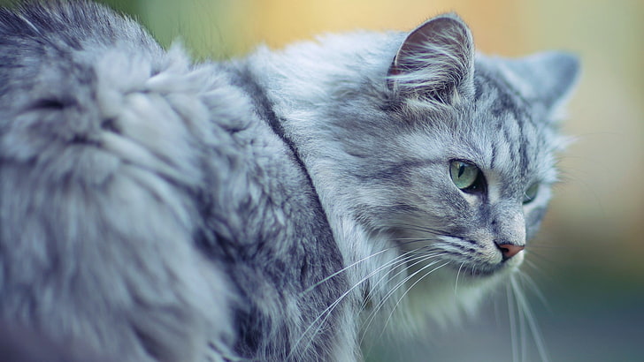 gray Persian cat, fluffy, face, eyes, animal, pets, domestic Cat, HD wallpaper