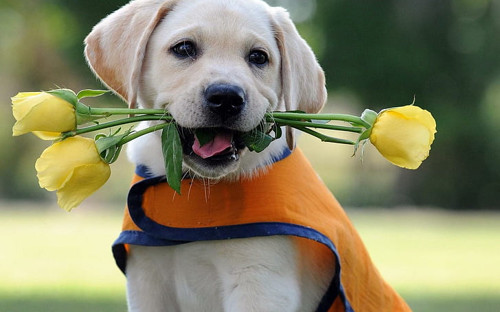 Heartbreaker Pup, yellow, flowers, animals