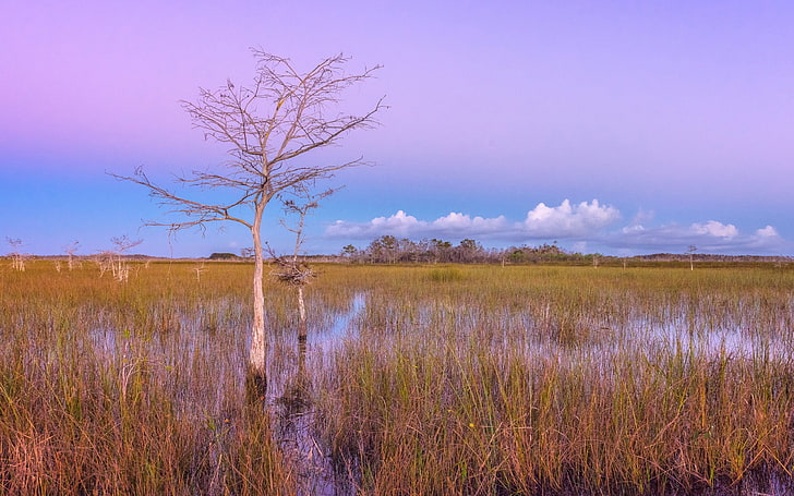 Pink sunset wetlands everglades-Photography HD wal.., plant, beauty in nature, HD wallpaper