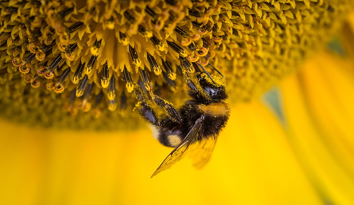 Bee, Bee Pollen, 4K, Sunflower