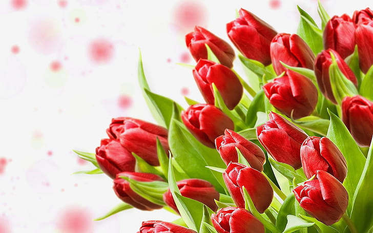 A bouquet of red tulips, white background, red tulips flower, HD wallpaper