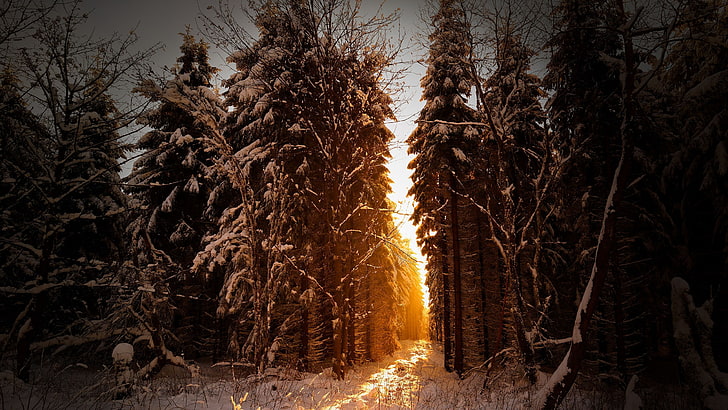trees, snow, sunlight, winter, landscape, plant, forest, nature, HD wallpaper