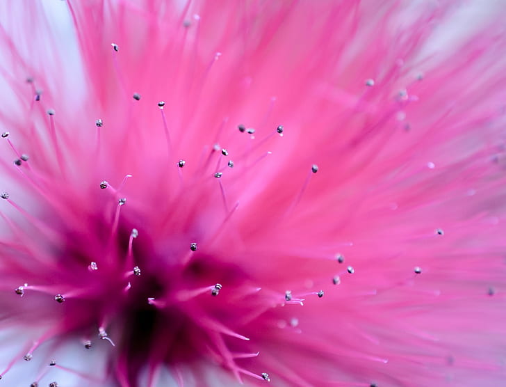 shallow focus photography of pink flowers, big bang, abstract  art, HD wallpaper