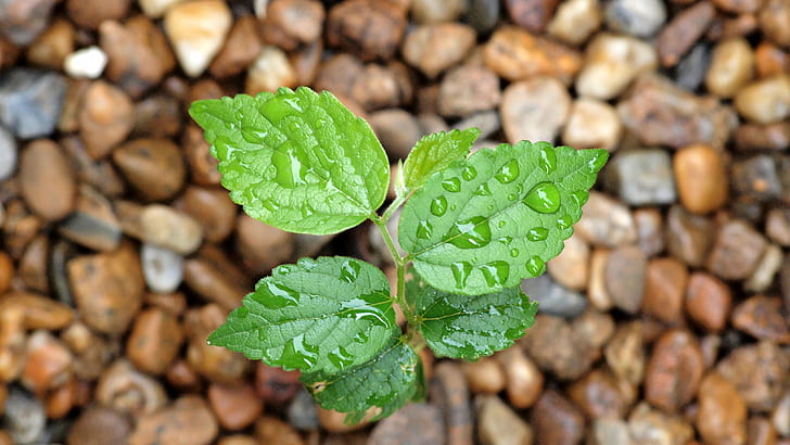 green toothed ovate leaf plant with water dew in pebbled ground, hackberry, chinese, hackberry, chinese, HD wallpaper