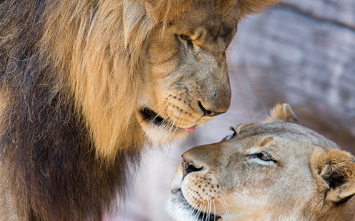 HD wallpaper: Lion, lioness, love, couple, lion and cub | Wallpaper Flare