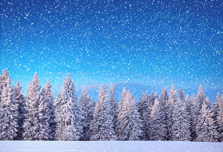 snow covered pine trees, winter, forest, snowflakes, nature, frost, HD wallpaper