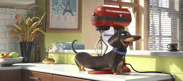 Best Animation Movies of 2016, The Secret Life of Pets, cartoon, HD wallpaper