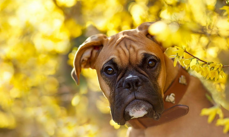 Dogs, Boxer, Bokeh, Boxer (Dog), Flower, Muzzle, Yellow Flower, HD wallpaper