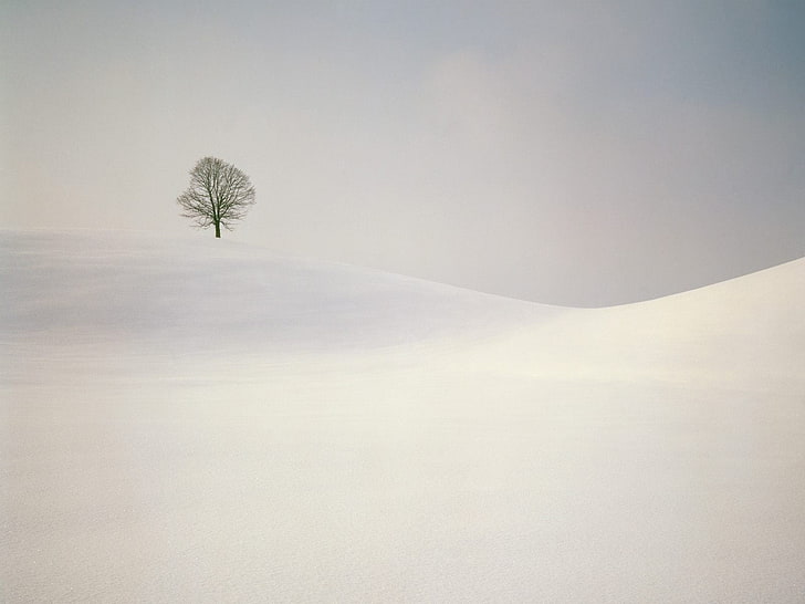 tree on top of snow covered mountain, landscape, winter, trees