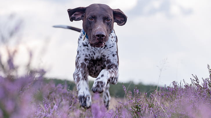picture of german shorthaired pointer dog