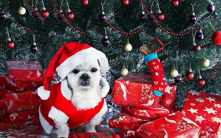 dog, new year, gifts, christmas tree, ornaments, HD wallpaper