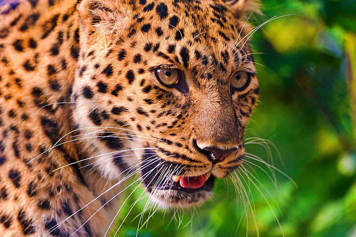 Panthera pardus 1080P, 2K, 4K, 5K HD wallpapers free download | Wallpaper  Flare