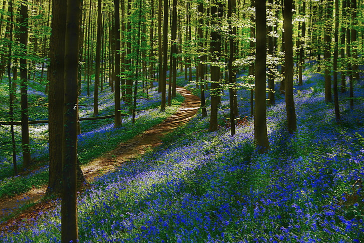 Bluebell forest 1080P, 2K, 4K, 5K HD wallpapers free ...