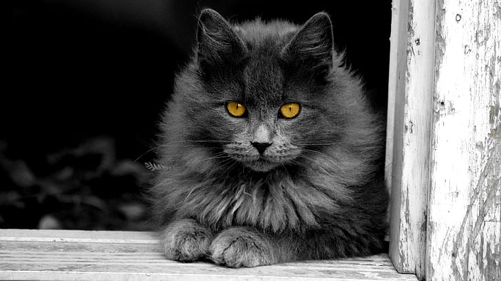 animals, cat, kittens, selective coloring