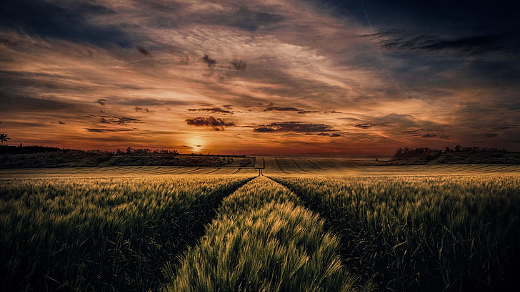 countryside, agricultural area, agriculture, wheat, sunlight