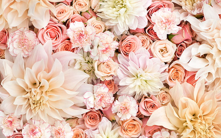 Carnation, Dahlia, Earth, Pastel, Pink