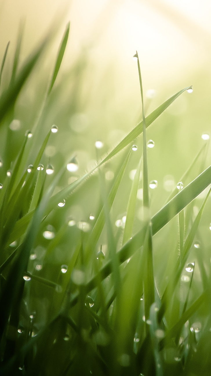 grass, plant, drop, freshness, green color, wet, nature, blade of grass, HD wallpaper