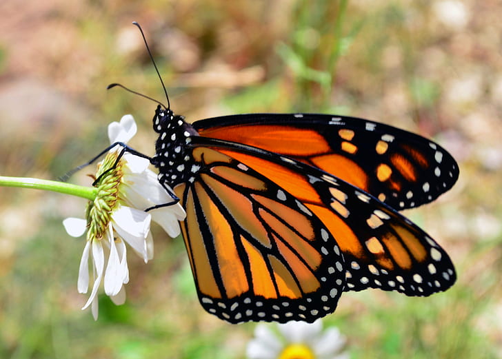 Danaus Plexippus perched on white petaled flower, monarch butterfly, wisconsin, monarch butterfly, wisconsin