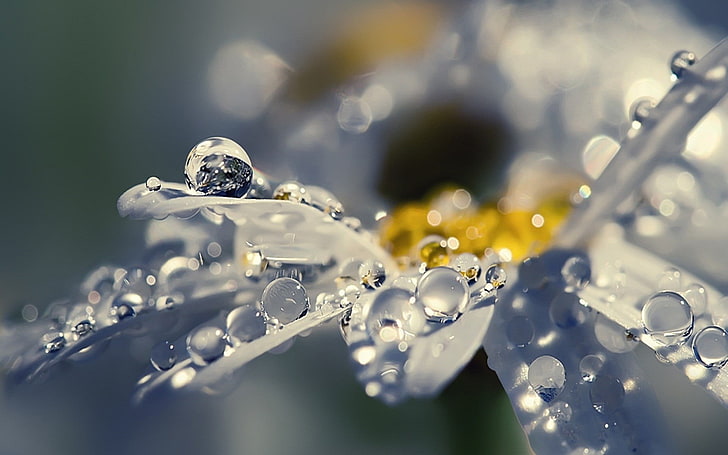 white gerbera daisy flower, shallow focus photography of moisture on plants
